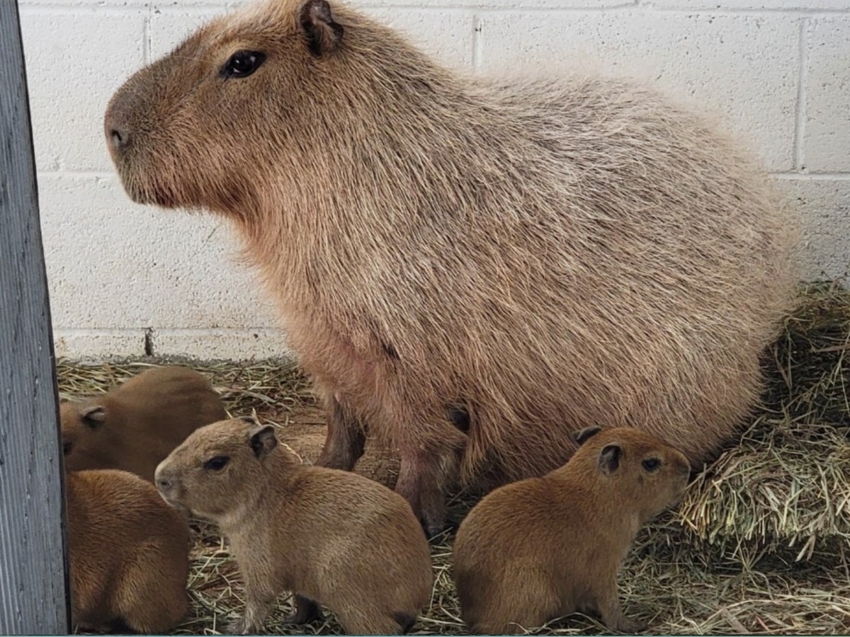 A capybara with his children