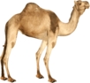 Camel Jump